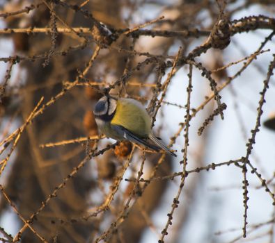 blue tit