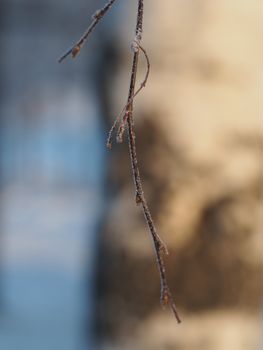 birch twig in winter