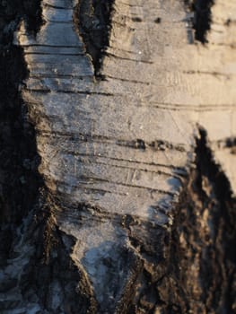 birch bark