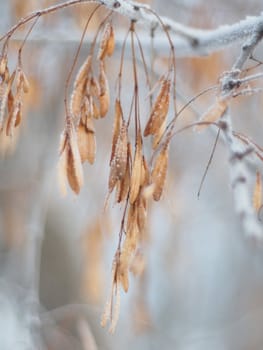 Ash seeds on branches in winter