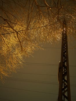 trunk of the tree and lantern