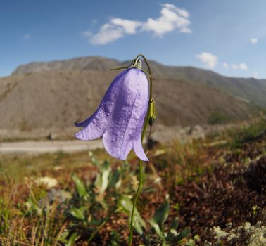 Bell flowers mountains