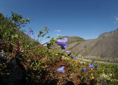 Bell flowers mountains