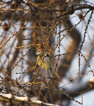 blue tit