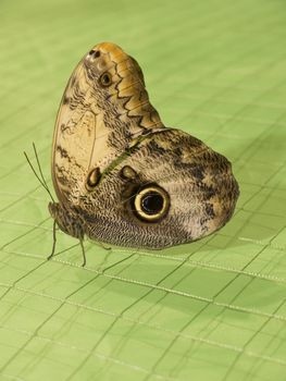 Tropical butterfly