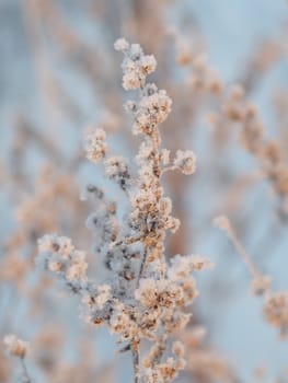 sagebrush in winter