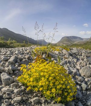 Flowers in the mountains