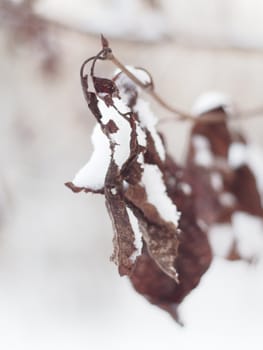 dry leaves on a tree in winter