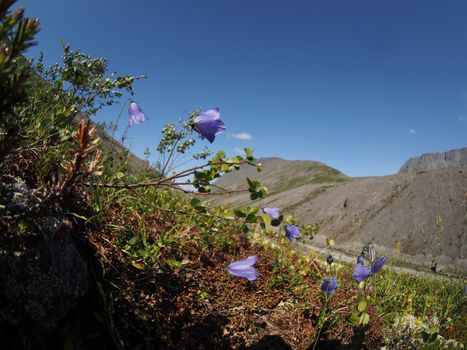 Bell flowers mountains