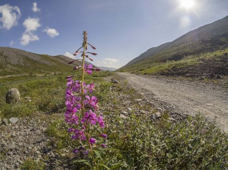 Flowers in the mountains