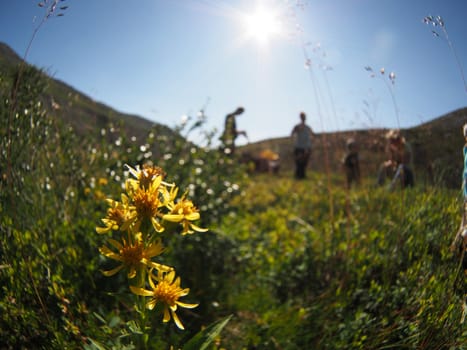 Goldenrod in the mountains