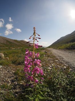 fireweed flower in the mountains