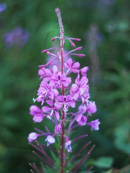 fireweed flower in the mountains