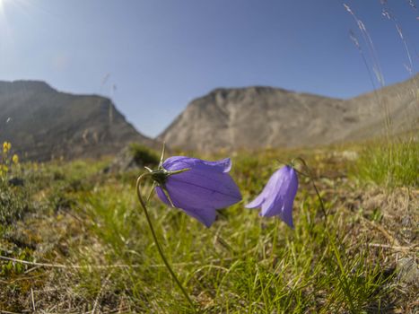 Flowers in the mountains