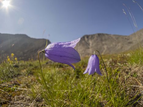 Flowers in the mountains