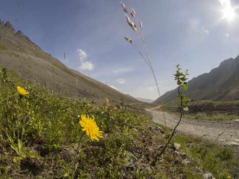 Flowers in the mountains