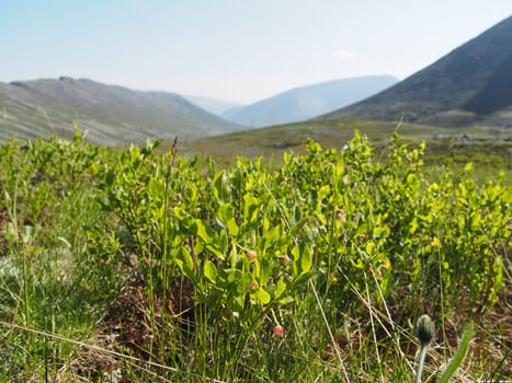 Plants in the mountains