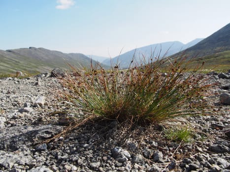 Plants in the mountains