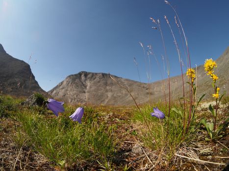 Bell flowers mountains
