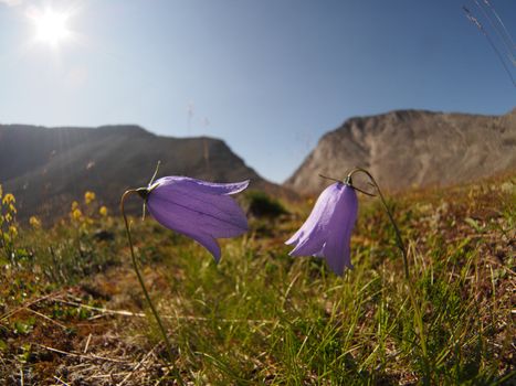 Bell flowers mountains