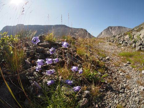 Bell flowers mountains