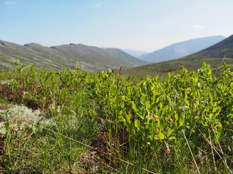 Plants in the mountains