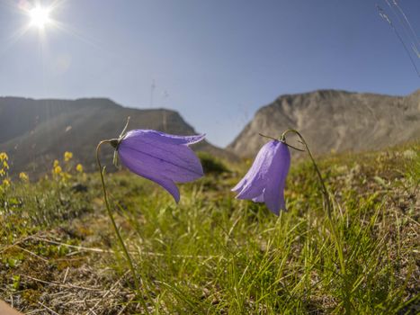 Flowers in the mountains