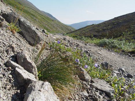 Bell flowers mountains