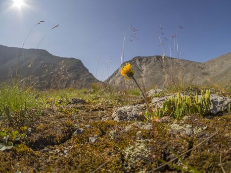 Flowers in the mountains