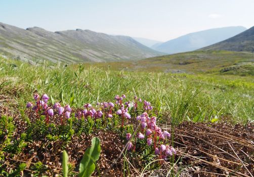 Flowers in the mountains