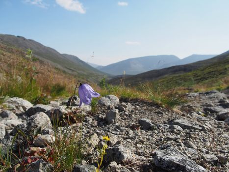 Flowers in the mountains