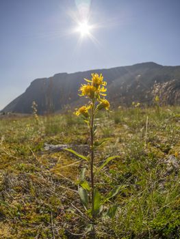 Flowers in the mountains
