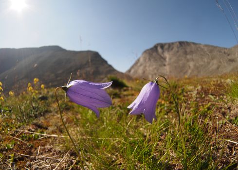 Bell flowers mountains