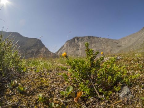 Flowers in the mountains