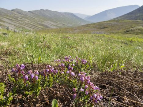 Flowers in the mountains