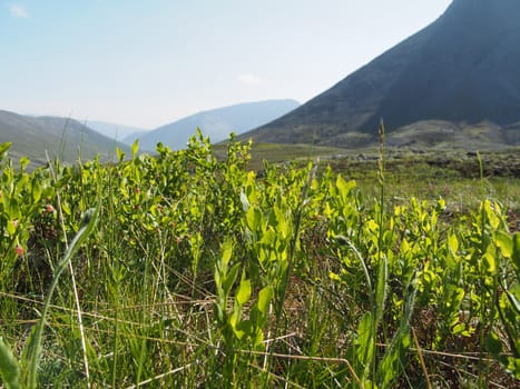 Plants in the mountains