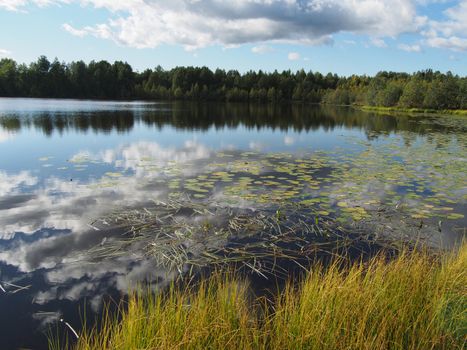 Lake in the summer