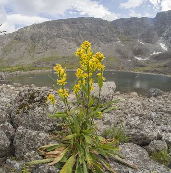 Flowers in the mountains