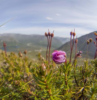 Flowers in the mountains