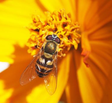 fly hoverfly on a flower