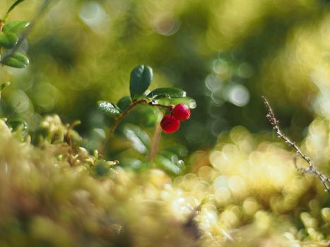 cranberries