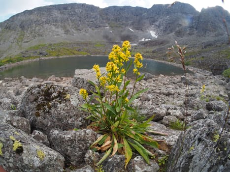Goldenrod in the mountains