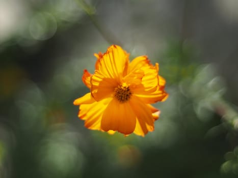 Flowers eshsholtsiya 