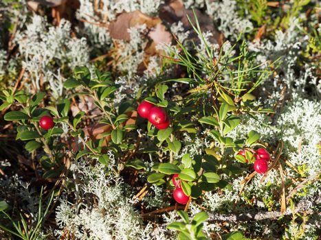 cranberries