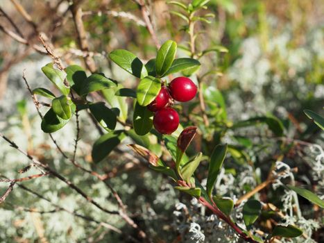 cranberries