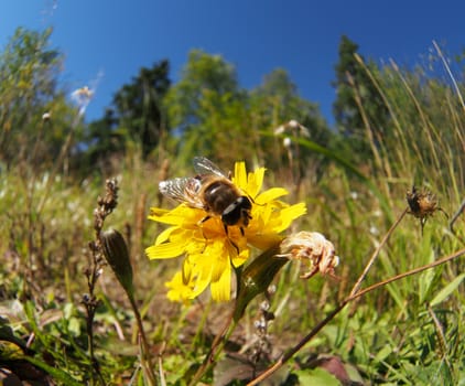 fly hoverfly on a flower