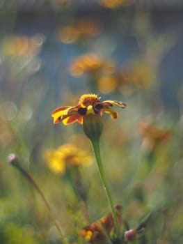 marigold