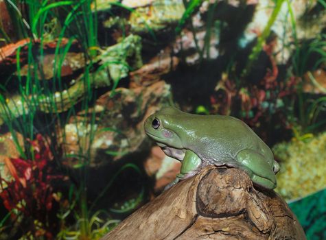 White's Dumpy Tree Frog on a branch