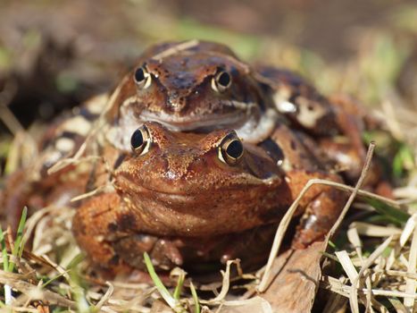 Two frogs on a grass in the spring     