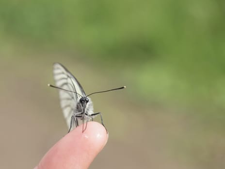 The white butterfly on a finger      